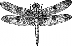 Dragonfly clip art Free vector in Open office drawing svg ...