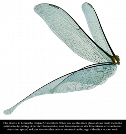 Dragonfly Fairy Wings Render by frozenstocks.deviantart.com on ...