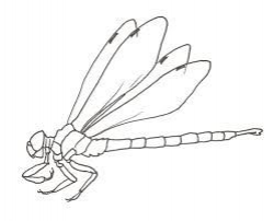 Image result for how to draw a dragonfly side view | Crafty ...
