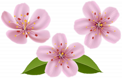 Spring Flowers Clip Art Transparent Image | Gallery Yopriceville ...