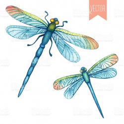 Vector watercolor hand drawn set of beautiful dragonflies on ...
