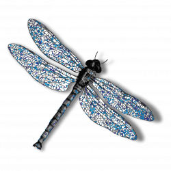 Dragonfly PNG Background Image | PNG Mart