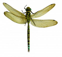 dragonfly png - Free PNG Images | TOPpng