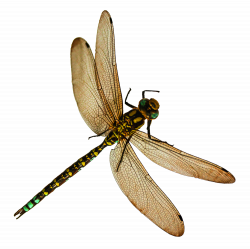 Dragonfly Icon Clipart | Web Icons PNG