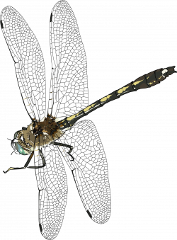 Dragonfly Transparent Background | PNG Mart