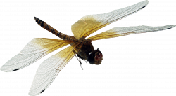 Dragonfly PNG Image - PurePNG | Free transparent CC0 PNG Image Library