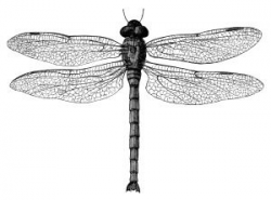 black and white clip art, vintage dragonfly clipart, digital ...