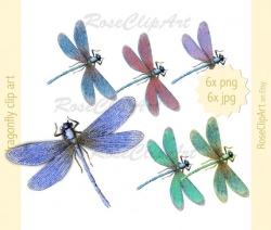 6x dragonfly clipart - instant download - digital dragonfly clip art png -  commercial use allowed - realistic dragonfly - vintage dragonfly
