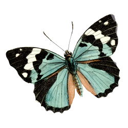 Бабочки. PNG.: ♥ Creative NN. Блог Альбины Рассеиной. ♥ | Pintura ...