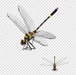 Yellow and black damselfly illustration, Dragonfly App Store ...