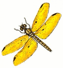 Dragonfly clip art stock images free clipart images ...
