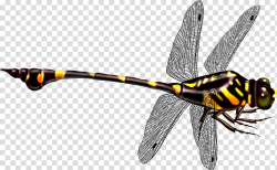 Black and yellow dragonfly illustration, Dragonfly Icon ...