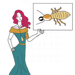 Termites Dream Dictionary: Interpret Now! - Auntyflo.com