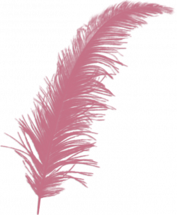 feather01.png | Clip art, Feathers and Dream catchers
