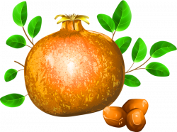 Pomegranate Fruit Drawing Illustration - pomegranate 800*598 ...