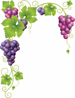 Common Grape Vine Wine Clip art - grape 610*800 transprent Png Free ...