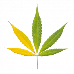 Cannabis sativa Leaf Bong Clip art - Indian marijuana 1024*1024 ...