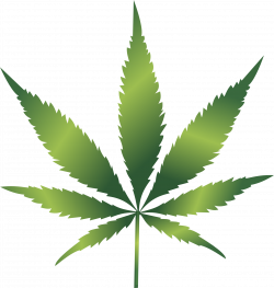 Isolated cannabis leaf free image