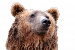 Bear Head PNG Image - PurePNG | Free transparent CC0 PNG Image Library