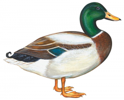 Mallard Duck Clipart - Gallery - Clip Art Library