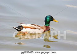 Drawing - Swimming duck. Clipart Drawing gg4259480 - GoGraph
