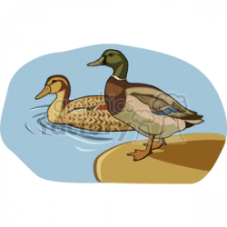 Two mallard ducks one in the water and one on land clipart. Royalty-free  clipart # 130499