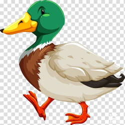 Duck Mallard , duck transparent background PNG clipart ...