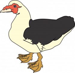 Muscovy duck Clip art - Aves 800*785 transprent Png Free Download ...