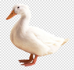 Duck, Duck American Pekin, Duck transparent background PNG ...