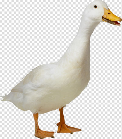 Duck American Pekin, White duck transparent background PNG ...