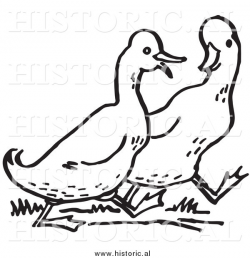 Historical Clipart of Two Walking Ducks - Outline by ...