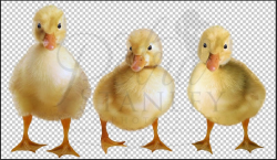 Easter ducklings Overlay - 3 Duckling Clipart - Baby Sheep Digital PNG  Overlay ~ Photoshop baby ducks ~ Animal Photo ~ Digital Overlay