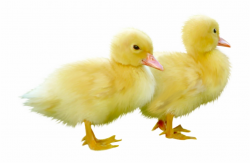 Pin Duckling Clipart Duck Swimming - Baby Ducklings Png ...