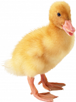 PNG Duckling Transparent Duckling.PNG Images. | PlusPNG
