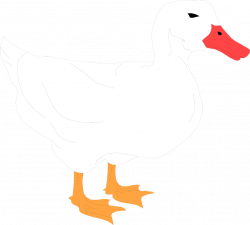 Duck | Free Stock Photo | Illustration of a white duck | # 4434