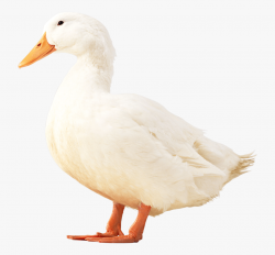 This Png File Is About Cute , Swimming , Brown , Duckling ...