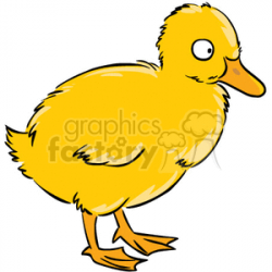 Baby duck duckling clipart. Royalty-free clipart # 377048