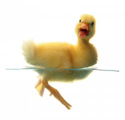 Duck PNG Transparent Free Images | PNG Only