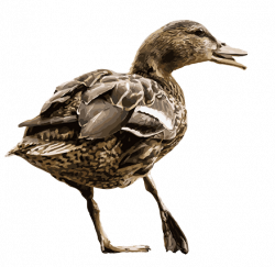 Ducklings Unable to Walk? Time to Learn About Niacin ...