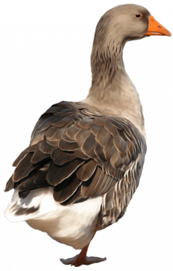 duck png - Free PNG Images | TOPpng