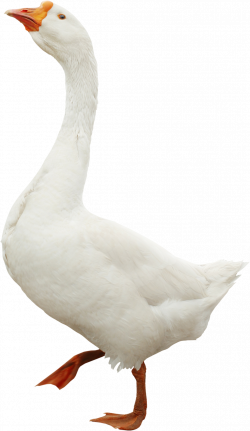 Pin by Maxine Chapman on Swans & Ducks & Geese | Pinterest | Bird ...
