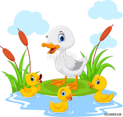 Mother duck swims with her three little cute ducklings in ...