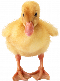 PNG Duckling Transparent Duckling.PNG Images. | PlusPNG