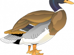 Duckling Clipart duck leg - Free Clipart on Dumielauxepices.net