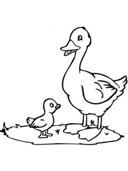 Mama Duck and Duckling coloring page | Free Printable ...