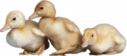3 little cute ducklings png - Free PNG Images | TOPpng