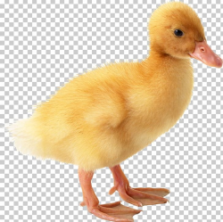 American Pekin Duckling Duckling Goose PNG, Clipart ...