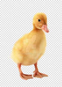Duckling Duckling Baby Duckling, duck transparent background ...
