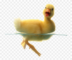 Small Duck Png - Baby Duckling American Pekin, Transparent ...
