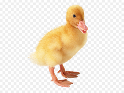 Duckling Duckling American Pekin Clip art - duck